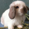 lop bunny